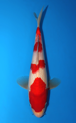 Kohaku - koi #x0804a035