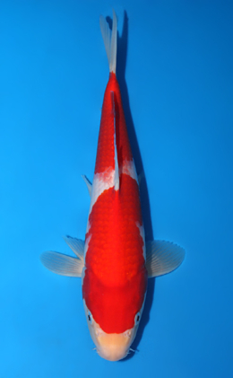 Kohaku - koi #x0804a036