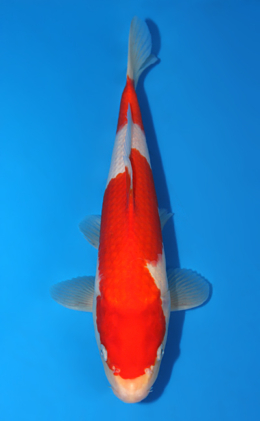 Kohaku - koi #x0804a037