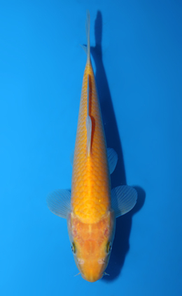 Karashi - koi #x0804a042