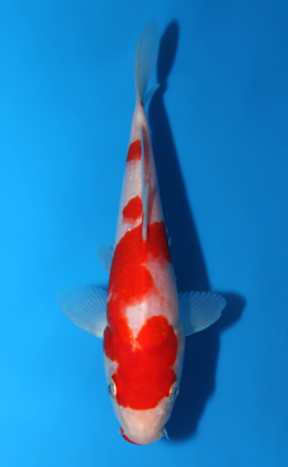 Kohaku - koi #x0804a048