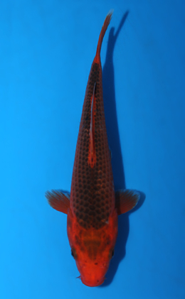Aka Matsuba - koi #x0804a052
