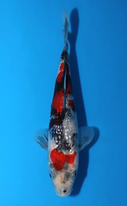 Ginrin Showa - koi #x0804a056