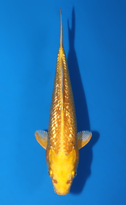 Ginrin Ogon - koi #x0804a059
