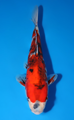 Showa - koi #x0805a003