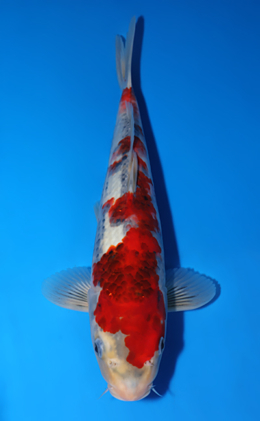 Showa - koi #x0805a006