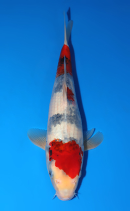 Showa - koi #x0805a008