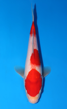 Kohaku - koi #x0805a012