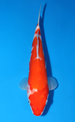 Kohaku - koi #x0805a013