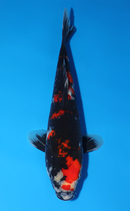 Showa - koi #x0805a018