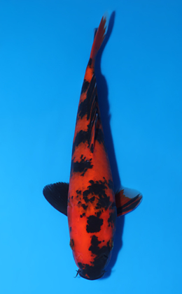 Hi Utsuri - koi #x0805a019
