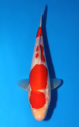 Kohaku - koi #x0805a026