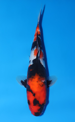 Showa - koi #x0805a029
