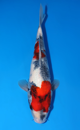 Showa - koi #x0805a034