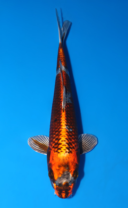Kujyaku - koi #x0805a039