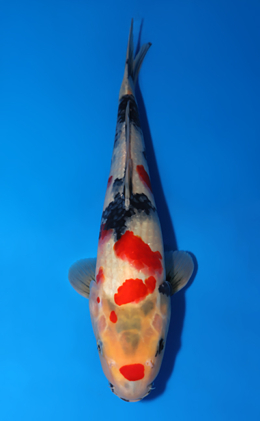 Showa - koi #x0805a041
