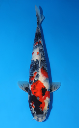 Showa - koi #x0805a043