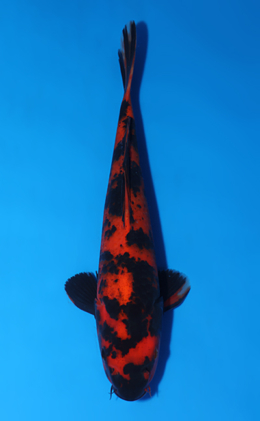 Hi Utsuri - koi #x0805a045