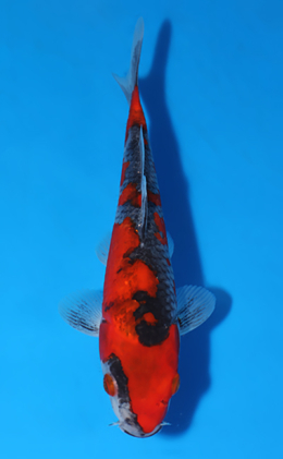 Goshiki - koi #x0805a048