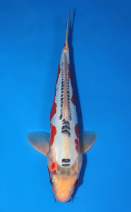 Shusui - koi #x0805a051