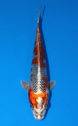 Kujyaku - koi #x0805a053