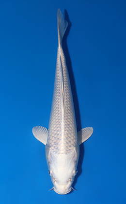 Platinum - koi #x0805a054
