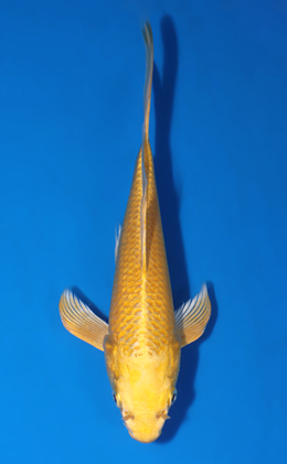 Hirenaga Ogon - koi #x0805a056