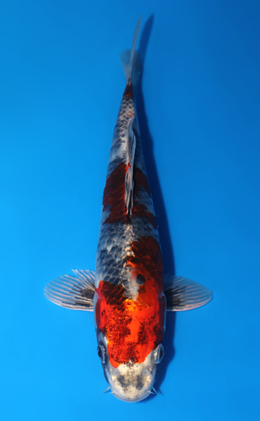 Kin Showa - koi #x0805a058