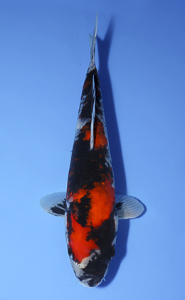 Showa - koi #x0806a005
