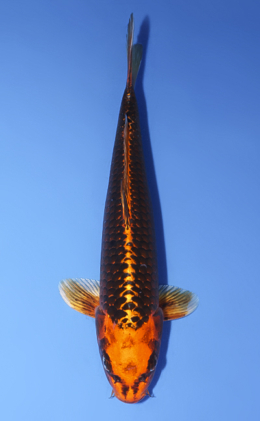 Orange Matsuba Ogon - koi #x0806a012