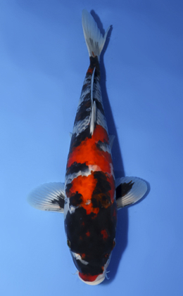 Showa - koi #x0806a014