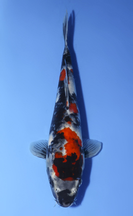 Showa - koi #x0806a016
