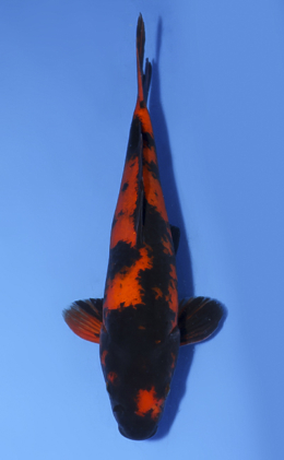 Hi Utsuri - koi #x0806a017