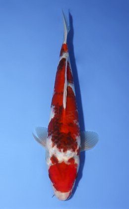 Showa - koi #x0806a020
