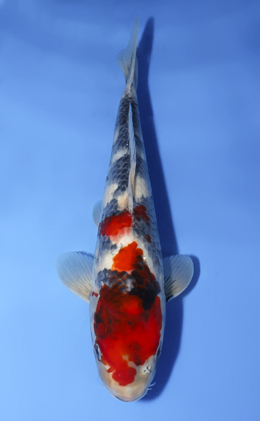 Showa - koi #x0806a021