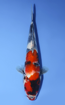 Showa - koi #x0806a025