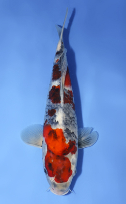 Showa - koi #x0806a026
