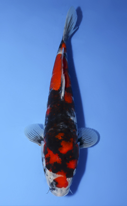 Showa - koi #x0806a029