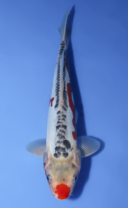 Shusui - koi #x0806a030