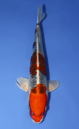 Kujyaku - koi #x0806a035