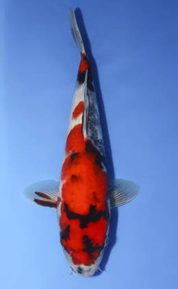 Showa - koi #x0806a036