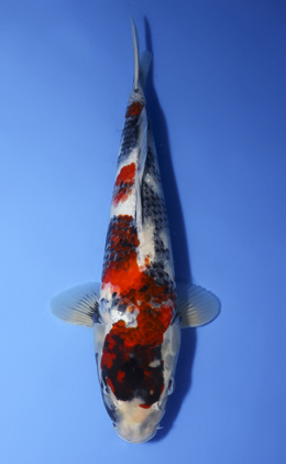 Showa - koi #x0806a041