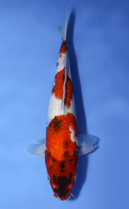 Showa - koi #x0806a042