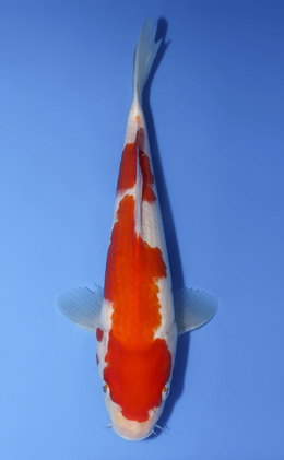Kohaku - koi #x0806a045