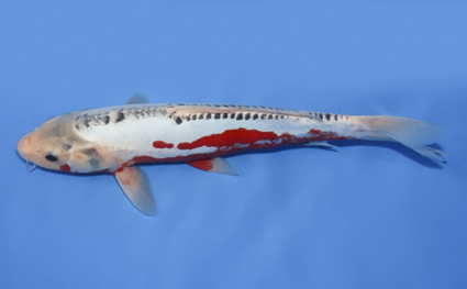 Shusui - koi #x0806a048 - Side View A