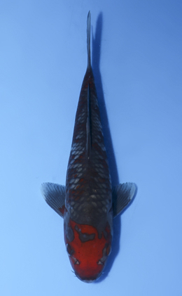 Ochibashigure - koi #x0806a050