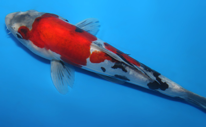 Doitsu Showa - koi #x0807a003 - Side View A