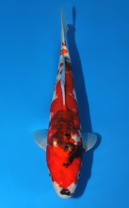 Showa - koi #x0807a005