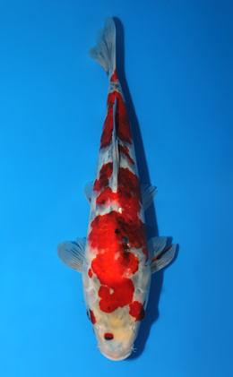 Showa - koi #x0807a007