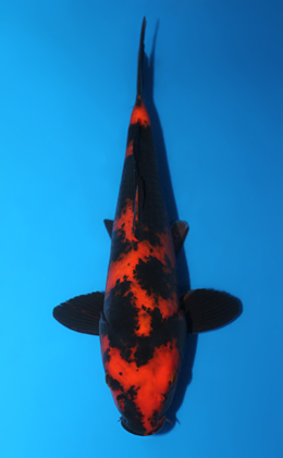 Hi Utsuri - koi #x0807a008